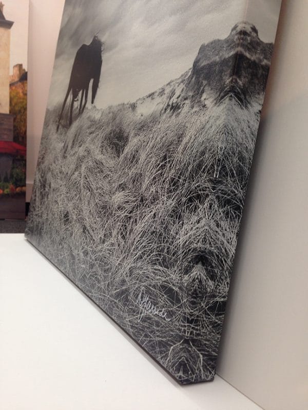 horse canvas 2