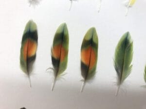 Tiana's collection of feathers from Melon, a peachfaced lovebird