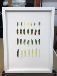 Tiana's collection of feathers from Melon, a peachfaced lovebird
